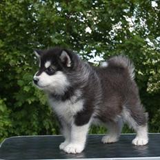 Alaskan malamute Czariks Koczmo (Luke) 