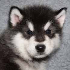 Alaskan malamute Czariks Koczmo (Luke) 