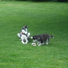 Alaskan malamute Czariks Koczmo (Luke) 
