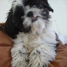 Shih tzu Louie /Dexter