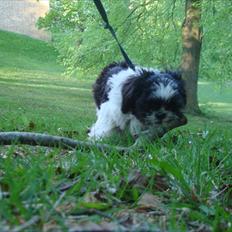 Shih tzu Louie /Dexter