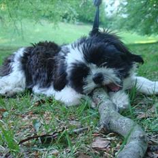 Shih tzu Louie /Dexter