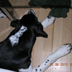 Blanding af racer Alberte