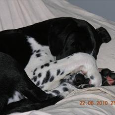 Blanding af racer Alberte