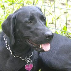 Labrador retriever FM1 Bella <3
