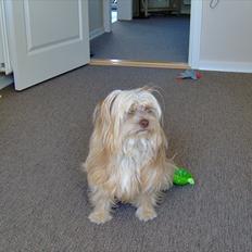 Blanding af racer Harley