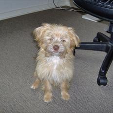 Blanding af racer Harley