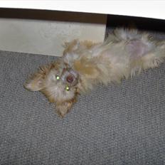 Blanding af racer Harley