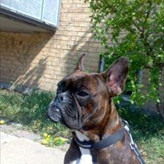 Blanding af racer Kenzo Bl. ml.Boxer & fransk Bulldog