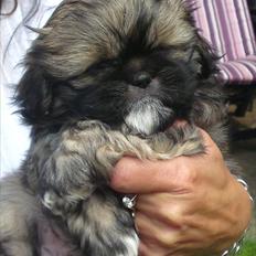 Blanding af racer Carla - Lhasa Apso/pekingeser