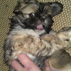 Blanding af racer Carla - Lhasa Apso/pekingeser
