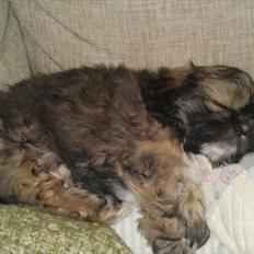 Blanding af racer Carla - Lhasa Apso/pekingeser
