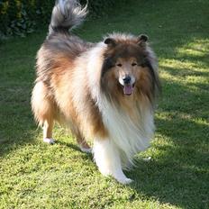 Collie langhåret Tiger