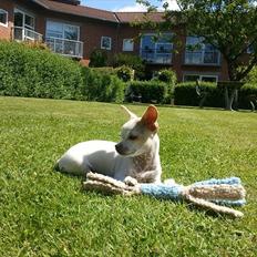 Chihuahua Tequilas valentino