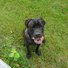 Cane corso Bullie