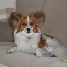 Papillon simba