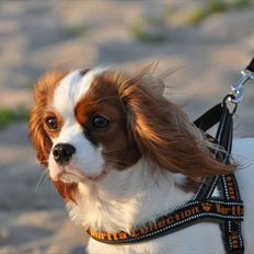 Cavalier king charles spaniel nala