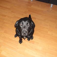 Labrador retriever Stacey,