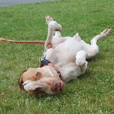 Bracco italiano | Warscot's Fiocco De Neve {Ficco}