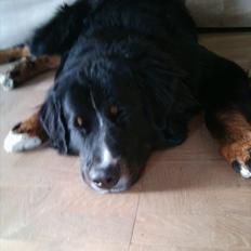 Berner sennenhund Clusó R.I.P