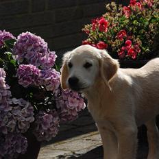Golden retriever Bono