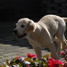 Golden retriever Bono