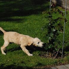 Golden retriever Bono