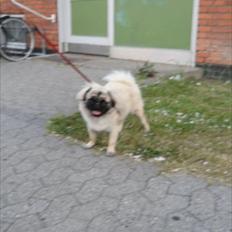 Mops Mitzy