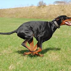 Dobermann Black Ballerina Cody