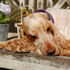 Cocker spaniel Magic Mace Hot Fudge