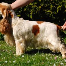 Cocker spaniel Magic Mace Hot Fudge