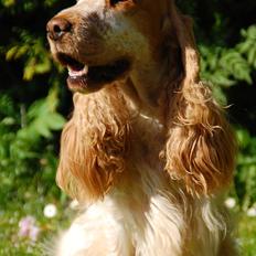 Cocker spaniel Magic Mace Hot Fudge