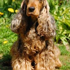 Cocker spaniel Carla