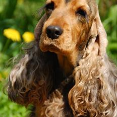 Cocker spaniel Carla