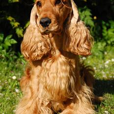 Cocker spaniel Famous Wood Cock's Lord Buckingham - Indy