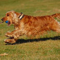 Cocker spaniel Famous Wood Cock's Lord Buckingham - Indy