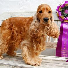 Cocker spaniel Famous Wood Cock's Lord Buckingham - Indy