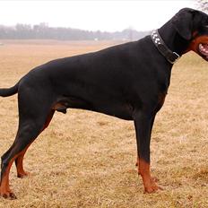 Dobermann Black Ballerina Cody