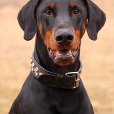 Dobermann Black Ballerina Cody