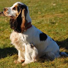 Cocker spaniel Vanilla Joy Dream Design - Ditte