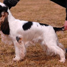 Cocker spaniel Vanilla Joy Dream Design - Ditte