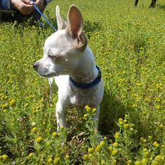 Chihuahua Tequilas valentino