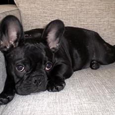 Fransk bulldog Bobulè's Zafir of Mollgan 