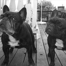 Fransk bulldog Öbarna's Lella Miss Lycke