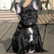 Fransk bulldog Öbarna's Lella Miss Lycke