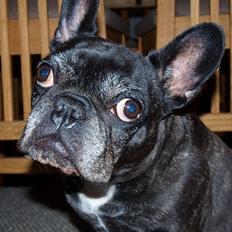 Fransk bulldog Bobulès Wanja