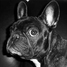 Fransk bulldog Bobulès Wanja