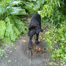 Blanding af racer nala