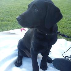 Blanding af racer nala