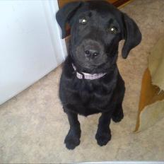 Blanding af racer nala